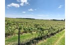 Concord Grapes in Van Buren County, Michigan farmland - LAND AUCTION - 194+/- ACRES OFFERED IN 5 TRACTS IN VAN BUREN COUNTY, MICHIGAN